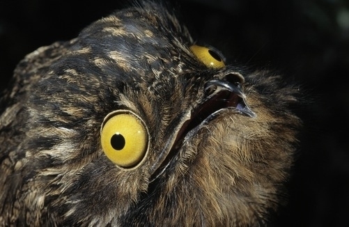 Pic #11 - The Potoo bird always looks like it saw something horrifying