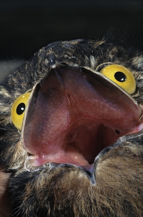 Pic #12 - The Potoo bird always looks like it saw something horrifying