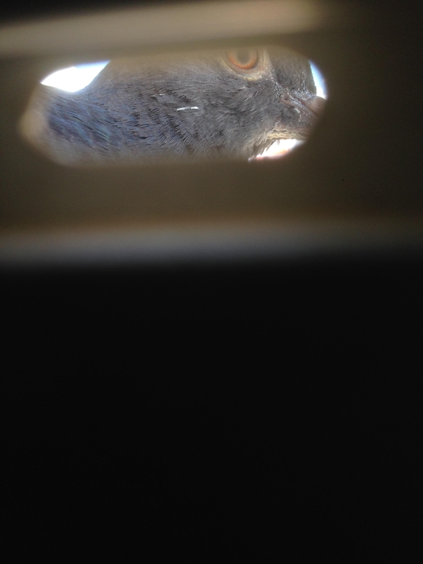 Pic #2 - A pigeon was chilling by my window blinds and he didnt realize I was inside I managed to get his reaction