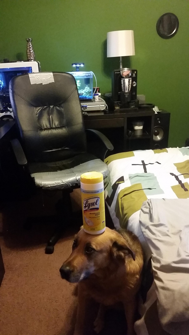 Pic #2 - A while ago someone posted pics with things balancing on a dog I got drunk and gave it my best shot