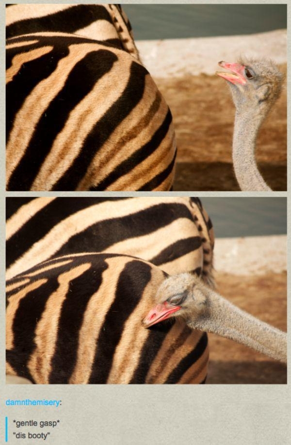 Pic #2 - Animal Kingdom according to Tumblr