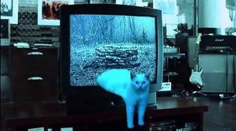 Pic #2 - Blob cat