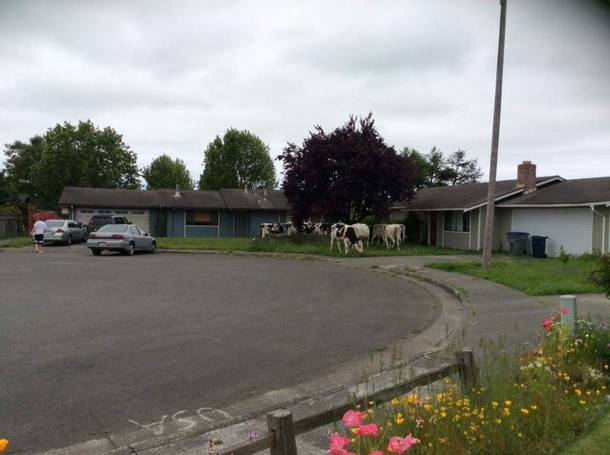 Pic #2 - Cows escaped into our neighborhood Graciously started mowing the lawns for us