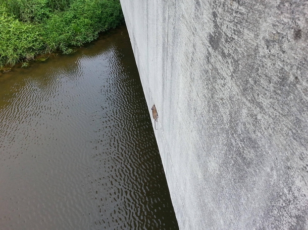 Pic #2 - Found mighty mouse today and he showed me gravity is more opinion than law