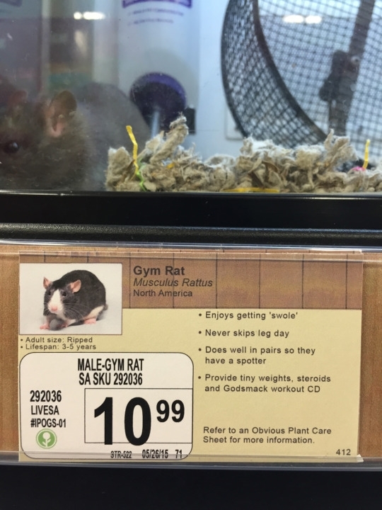 Pic #2 - I added some new pet options to a local pet store