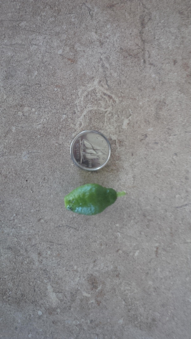 Pic #2 - I grew a lime tree NE Canada