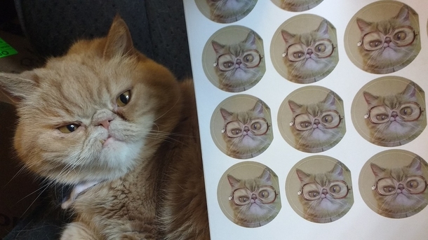 Pic #2 - I thought my oddly-looking cat would look good in sticker form Turns out I was right