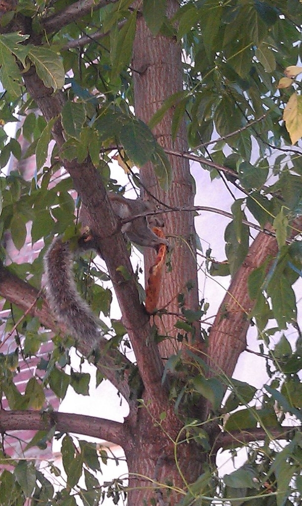 Pic #2 - My friend texted me saying she was watching a squirrel eat a pizza in a tree I said Pics or it didnt happen She replied with these