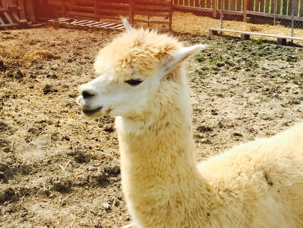 Pic #2 - My mothers alpaca underscoring the importance of camera angle