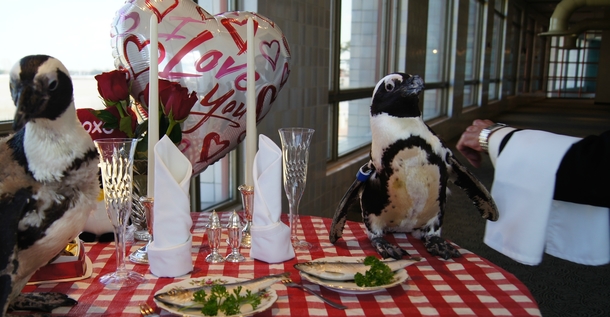 Pic #2 - Penguin couple celebrates nd Valentines Day