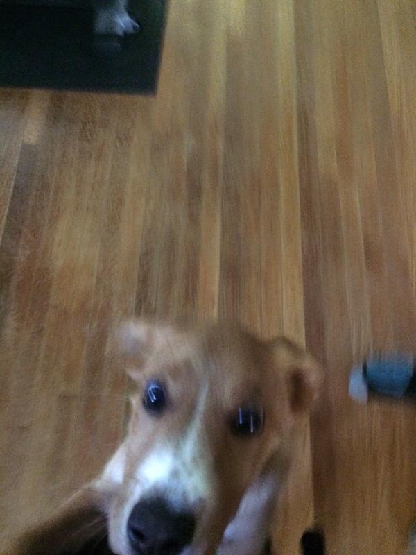 Pic #2 - Taking a picture of the new puppy