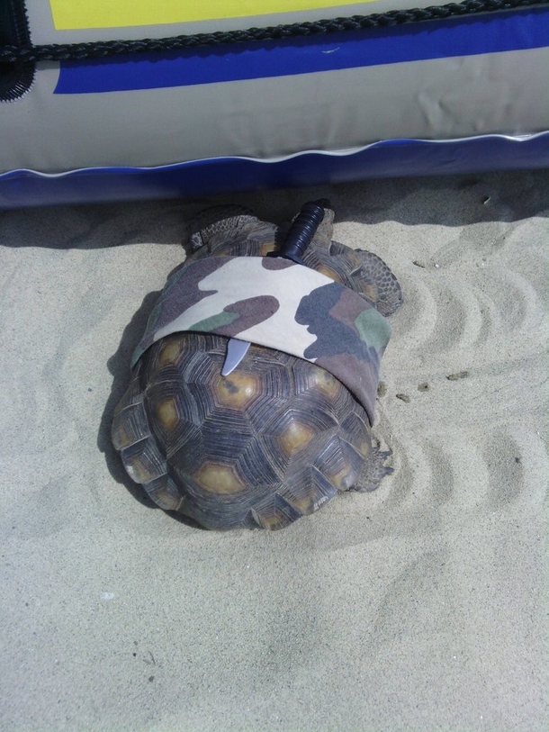 Pic #2 - This is a turtle with a knife strapped to its shell secured with an army-cameo bandana I bumped into it on the beach  mile from where the water meets the sea Curious if it was someones pet I traced its trail in the sand which lead straight into t