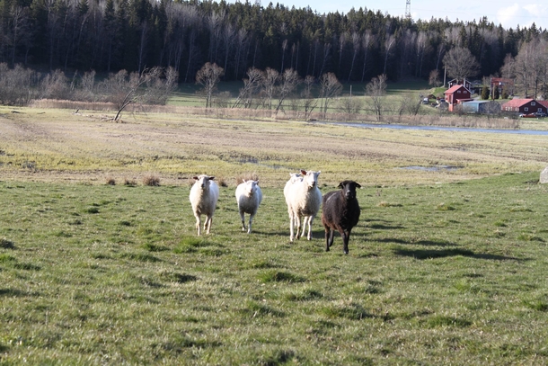 Pic #2 - Today I was attack by a herd of sheep that licked my camera then ran away