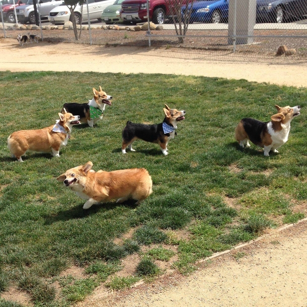 Pic #2 - You can guess which one my dog is X-post from rcorgi