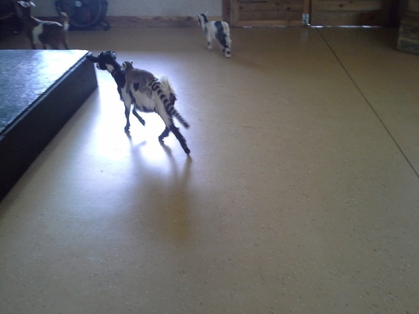 Pic #3 - Baby lemur at a tiny zoo in NC pooped on my husband ate cheerios out of his hand while he cleaned up and proceeded to run away on top of a baby goat