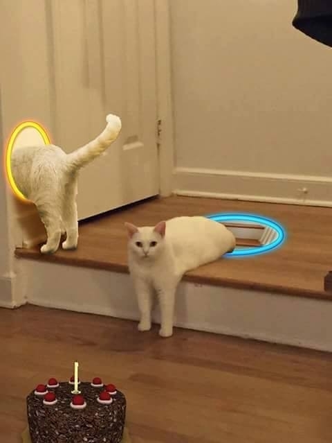 Pic #3 - Blob cat