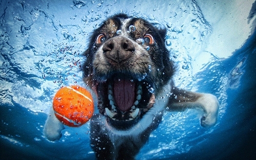 Pic #3 - Dogs  ball  Underwater camera