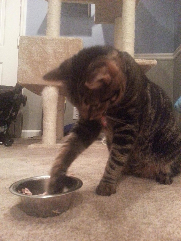Pic #3 - Every time I feed my cat tuna he eats it with his paws