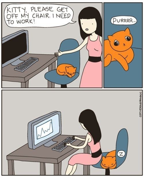 Pic #3 -  Hilarious Struggles Only Cat People Can Understand