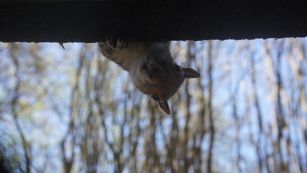 Pic #3 - I made a squirrel mad and now im afraid to go outside Short back story in comments