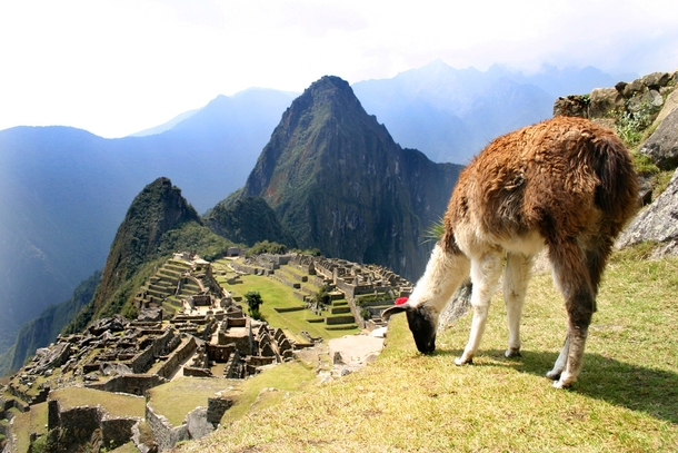 Pic #3 - I was top comment earlier on a post about a llama in Machu Piccu You guys sent me a bunch of funny llama pics as replies so I compiled them all into  album Enjoy