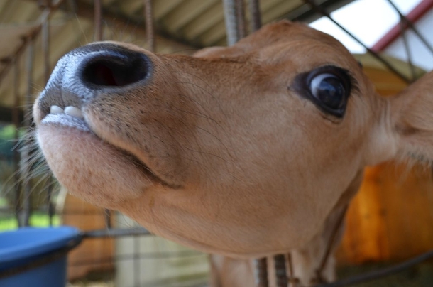 Pic #3 - Made a friend at a farm today