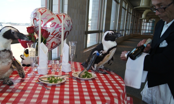 Pic #3 - Penguin couple celebrates nd Valentines Day