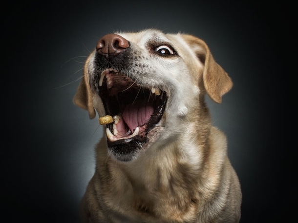 Pic #3 - Photographers hilarious portraits capture dogs trying to catch treats