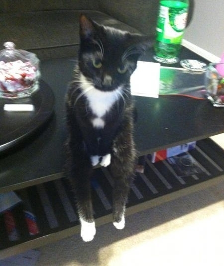 Pic #3 - The Cat who sits like a Dude