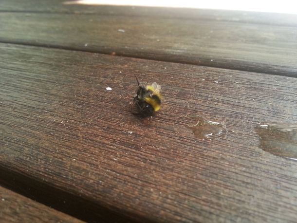 Pic #3 - The day I tried to rescue an exhausted bumble bee