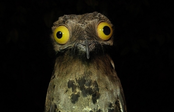 Pic #3 - The Potoo bird always looks like it saw something horrifying