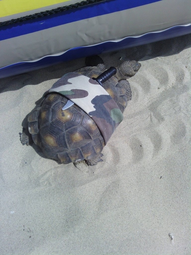 Pic #3 - This is a turtle with a knife strapped to its shell secured with an army-cameo bandana I bumped into it on the beach  mile from where the water meets the sea Curious if it was someones pet I traced its trail in the sand which lead straight into t
