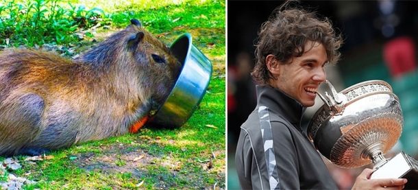 Pic #4 - Capybaras That Look Like Rafael Nadal
