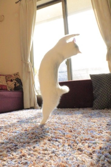 Pic #4 - Cat