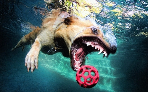 Pic #4 - Dogs  ball  Underwater camera