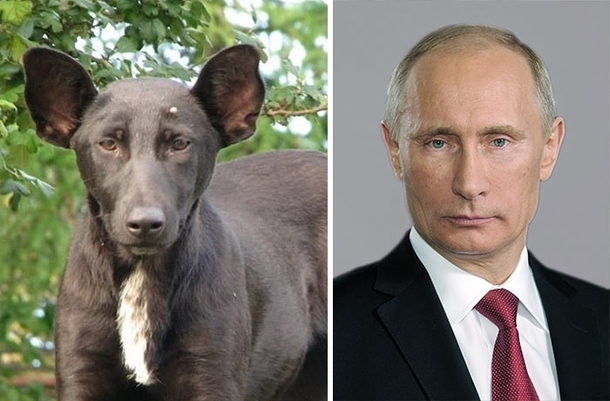 Pic #4 - Dogs that look like other things