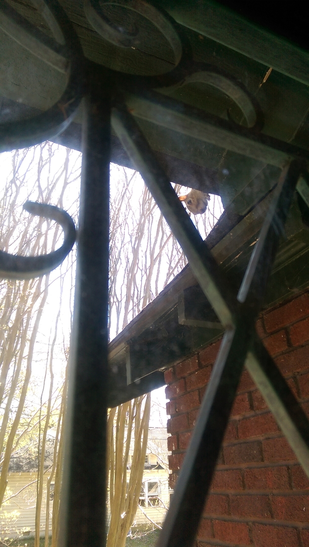 Pic #4 - I made a squirrel mad and now im afraid to go outside Short back story in comments