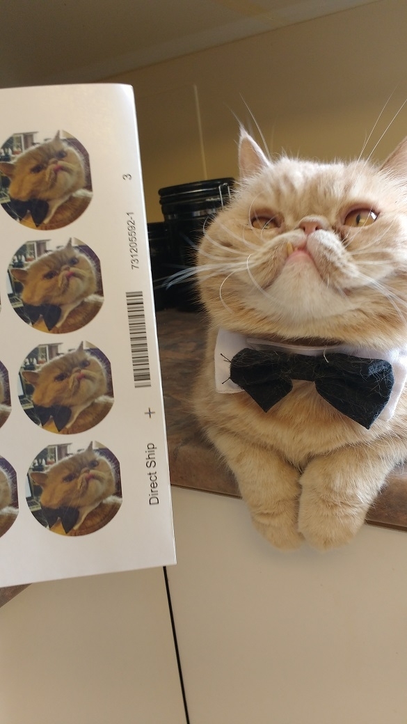 Pic #4 - I thought my oddly-looking cat would look good in sticker form Turns out I was right