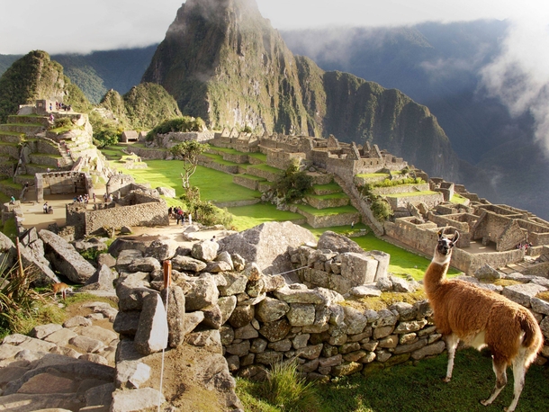 Pic #4 - I was top comment earlier on a post about a llama in Machu Piccu You guys sent me a bunch of funny llama pics as replies so I compiled them all into  album Enjoy