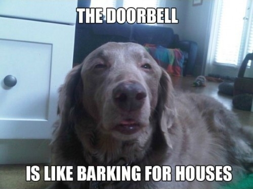 Pic #4 - If dogs got high
