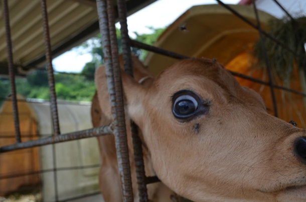 Pic #4 - Made a friend at a farm today