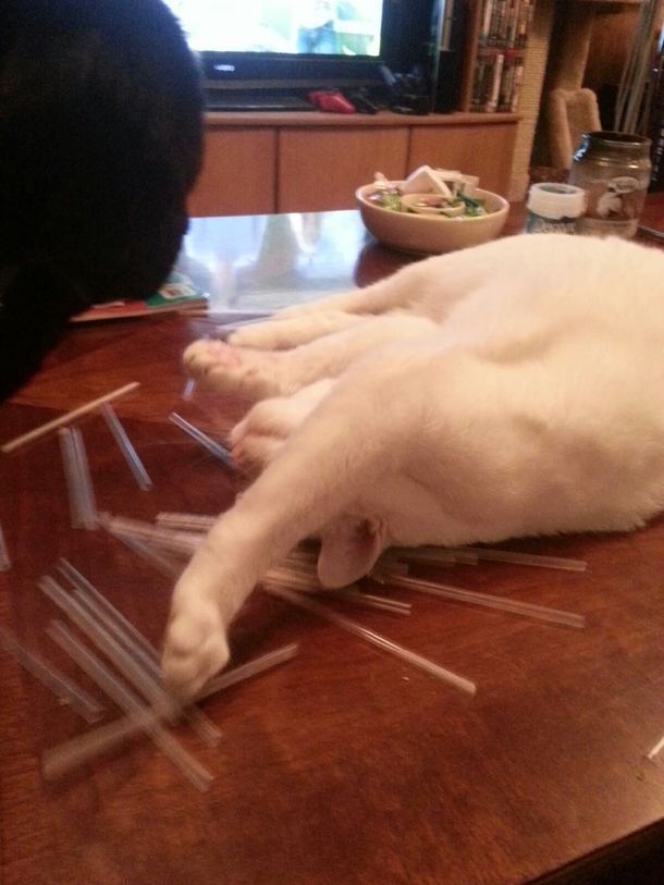 Pic #4 - My cat is also a Hoarder We found her stash while cleaning under the furniture