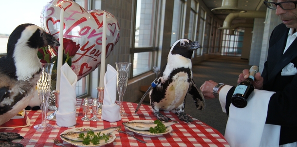 Pic #4 - Penguin couple celebrates nd Valentines Day