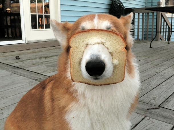 Pic #4 - Pets that are stuck yet pretending everything is fine