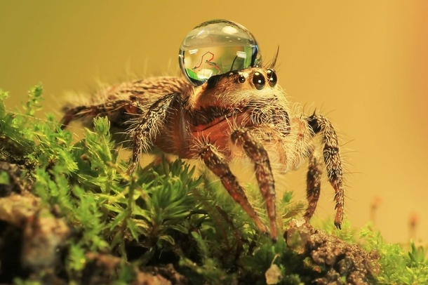 Pic #4 - Some spiders wear water drops as fancy hats