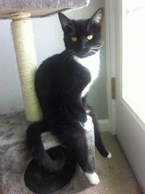 Pic #4 - The Cat who sits like a Dude