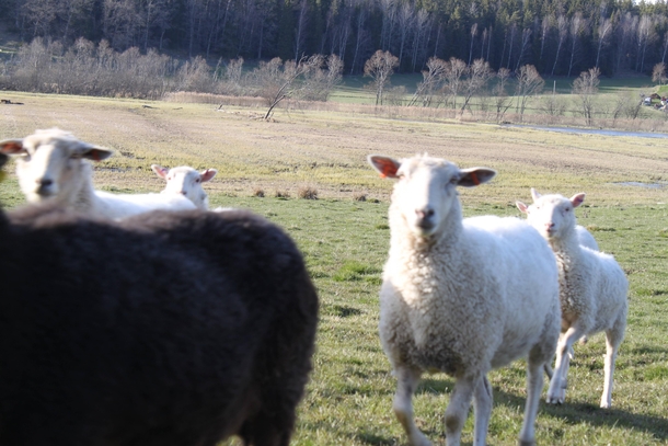 Pic #4 - Today I was attack by a herd of sheep that licked my camera then ran away