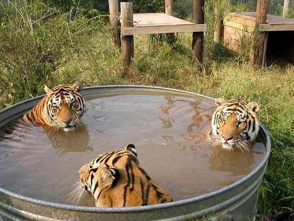 Pic #4 -  Weirdest and Most Unexplainable Pictures Ever