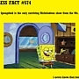 Pic #49 - Useless Facts