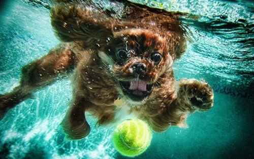 Pic #5 - Dogs  ball  Underwater camera
